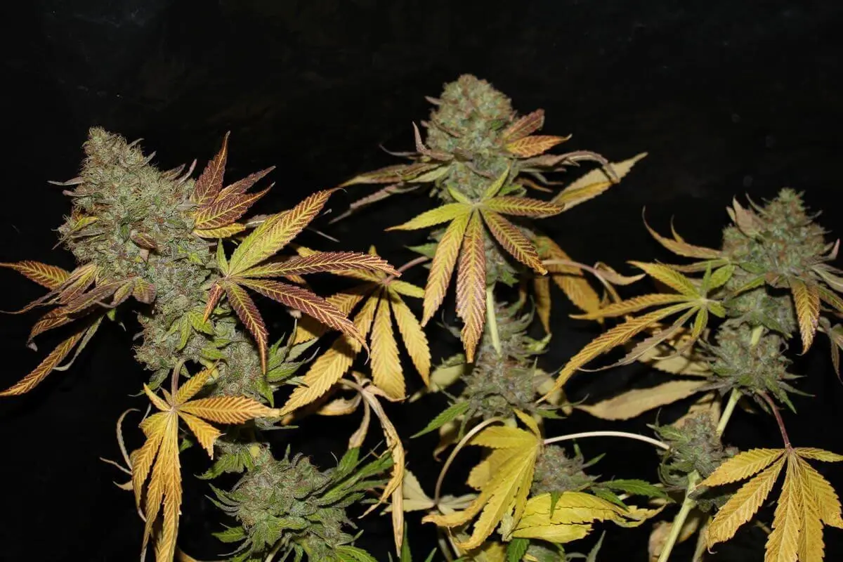 RAINBOW JONES HAZE FEMINISED SEEDS - CONNOISSEUR GENETICS