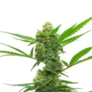 RAMPAGE (GORILLA 4# X “ZKITTLEZ”) GURU PLANT GENETIK FEM