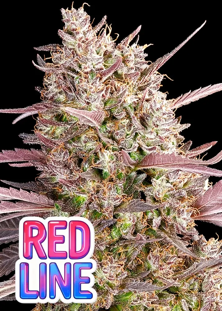 RED LINE ANESIA SEEDS