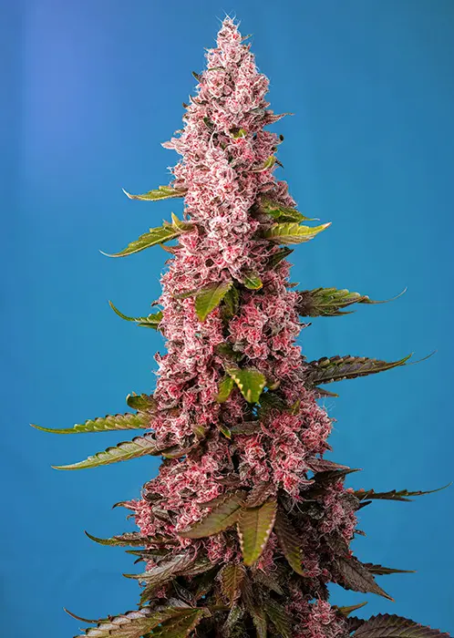 RED HOT COOKIES® SWEET SEEDS FEM