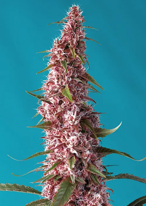 RED PURE AUTO CBD® SWEET SEEDS