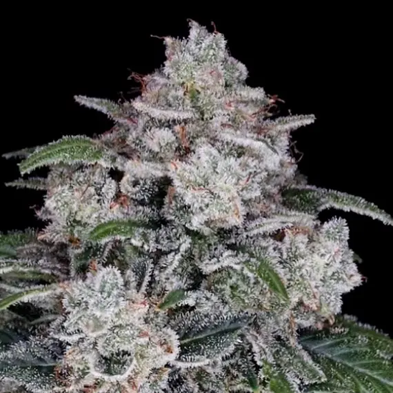 RETURN OF THE MAC AUTO DNA GENETICS