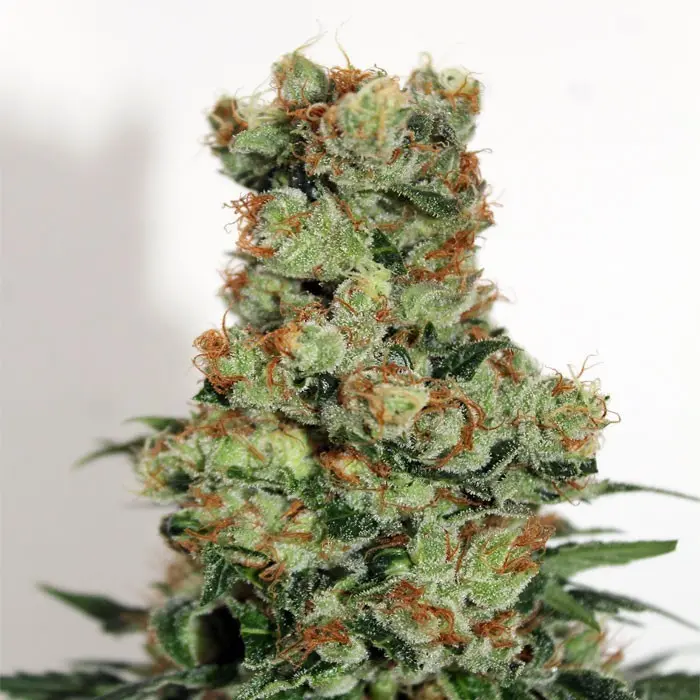 RIPPER BADAZZ FEM RIPPER SEEDS