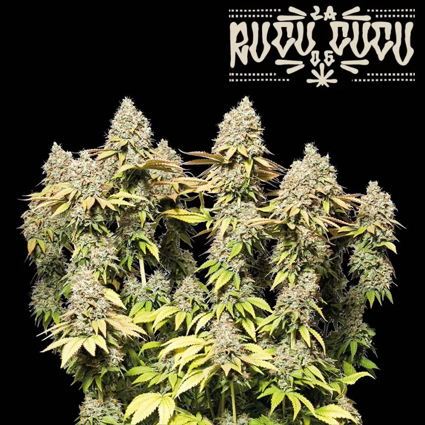 RUCU CUCU O.G AUTO SEEDSTOCKERS SUPERIOR