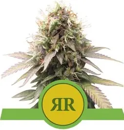 ROYAL RUNTZ AUTOMATIC ROYAL QUEEN SEEDS