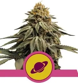 ROYAL SKYWALKER ROYAL QUEEN SEEDS FEM