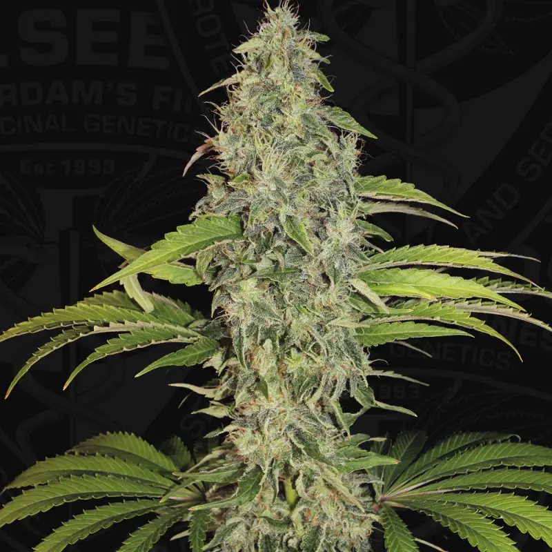 S.A.G.E. CBD T.H. SEEDS FEM