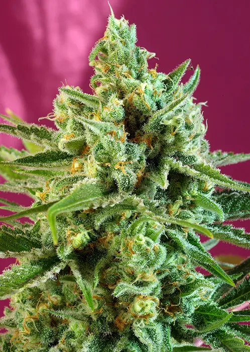 S.A.D. SWEET AFGANI DELICIOUS CBD® SWEET SEEDS