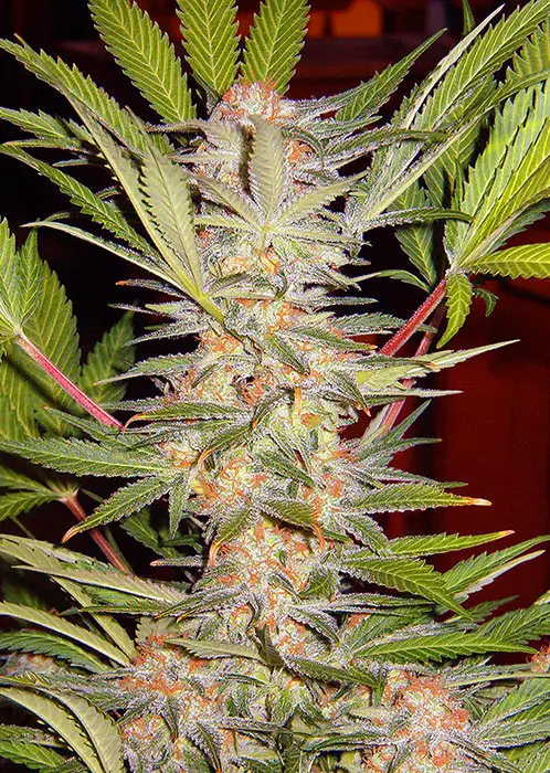 S.A.D. SWEET AFGANI DELICIOUS F1 FAST VERSION® SWEET SEEDS