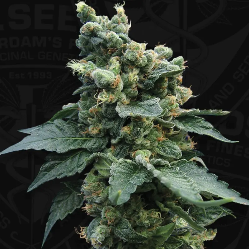 SAGE N SOUR T.H. SEEDS REG