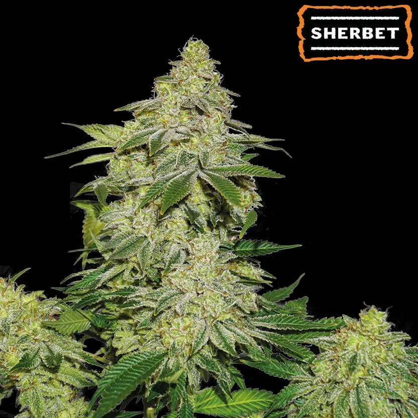 SHERBET AUTO SEEDSTOCKERS