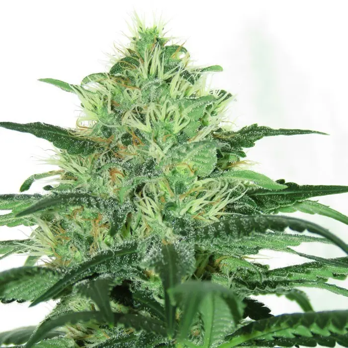 SIDERAL FEM RIPPER SEEDS