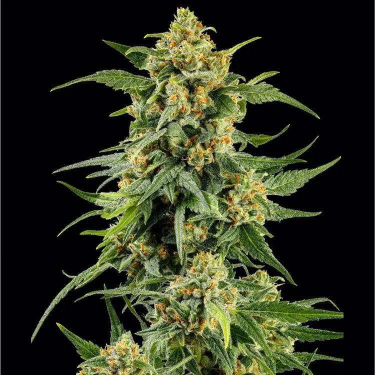 SKUNK #1 BARNEY'S FARM FEM