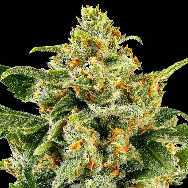 SKUNK #1 BARNEY'S FARM REG
