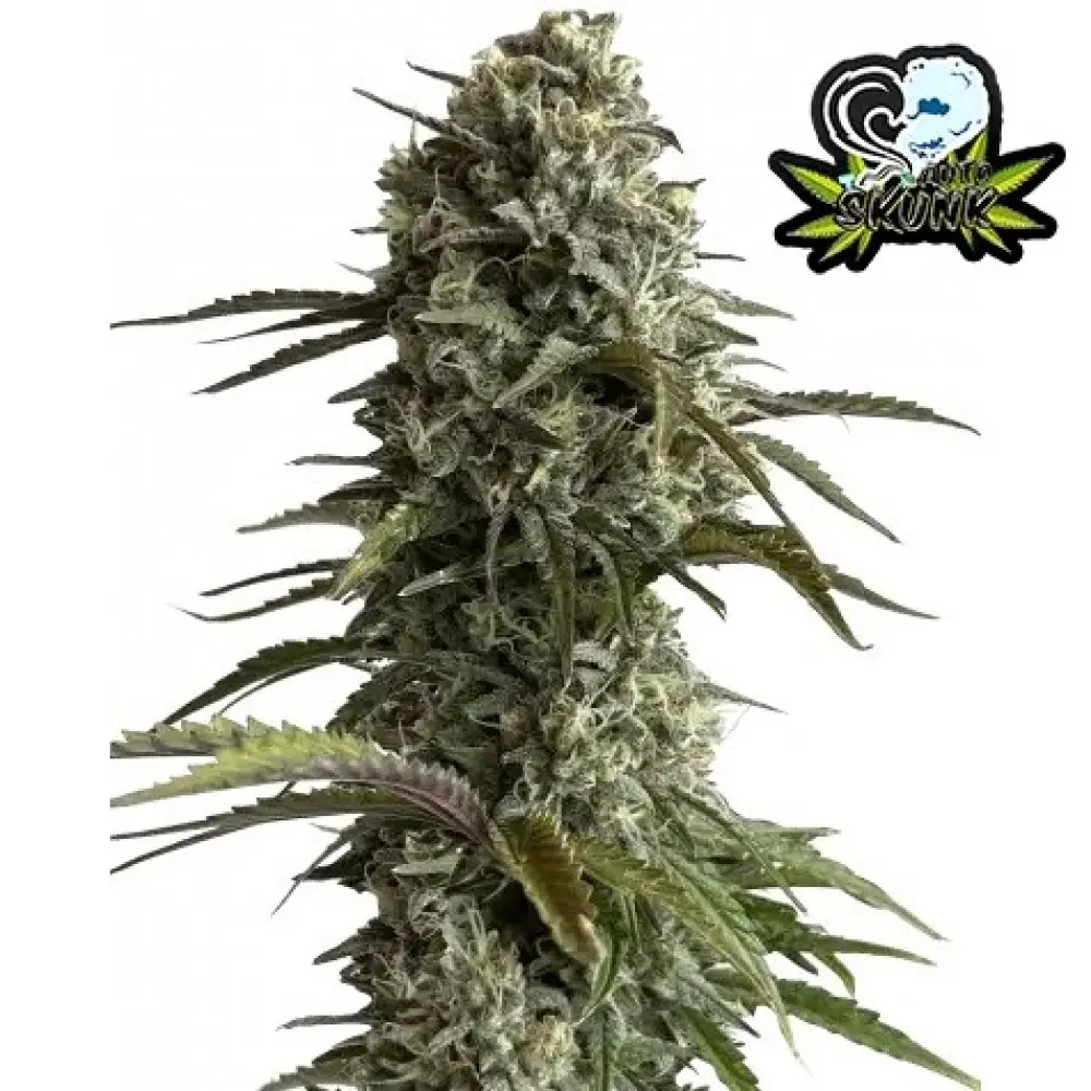SKUNK AUTO FAST BUDS