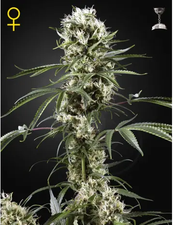 SUPER LEMON HAZE GREEN HOUSE SEED FEM