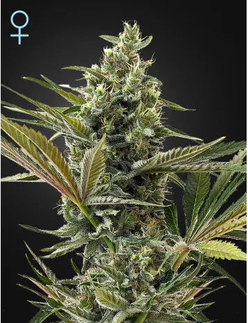 SUPER LEMON HAZE AUTO CBD GREEN HOUSE SEED