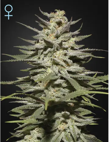 SUPER LEMON HAZE CBD GREEN HOUSE SEED