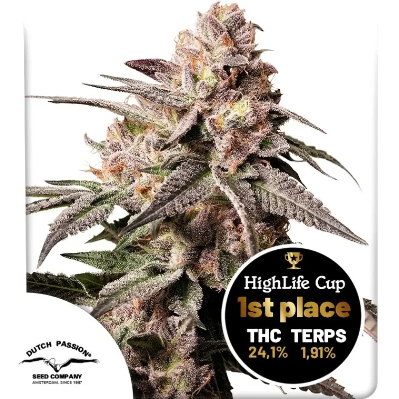 SLUSH MINT CAKE® DUTCH PASSION FEM