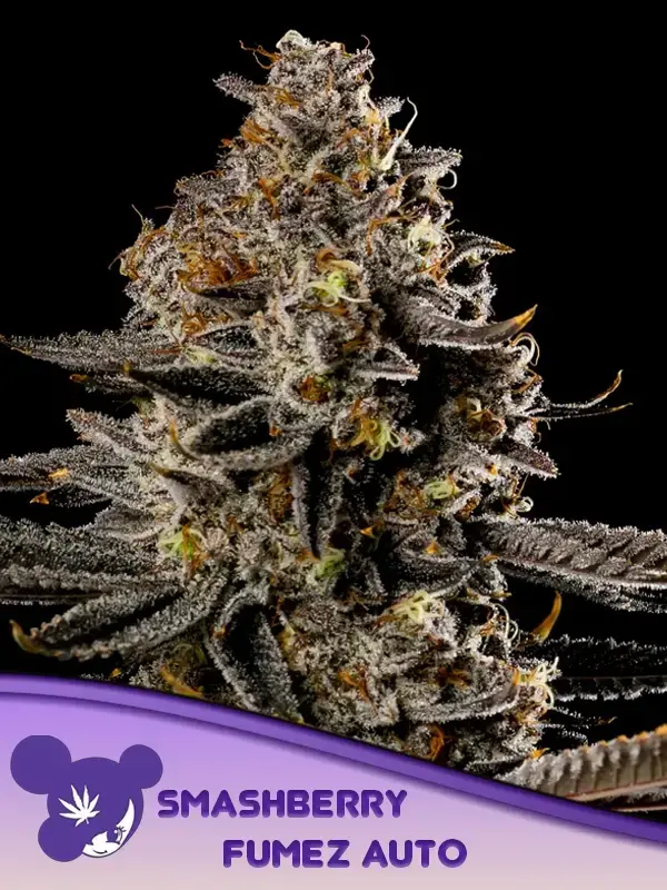 SMASHBERRY FUMEZ AUTO ANESIA SEEDS