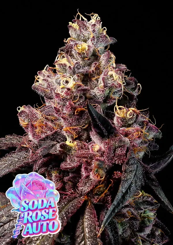 SODA ROSE AUTO ANESIA SEEDS