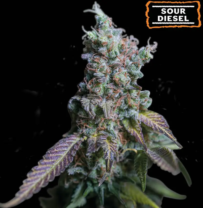 SOUR DIESEL AUTO SEEDSTOCKERS