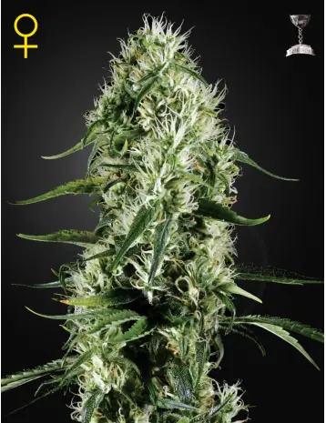 SUPER SILVER HAZE GREEN HOUSE SEED FEM