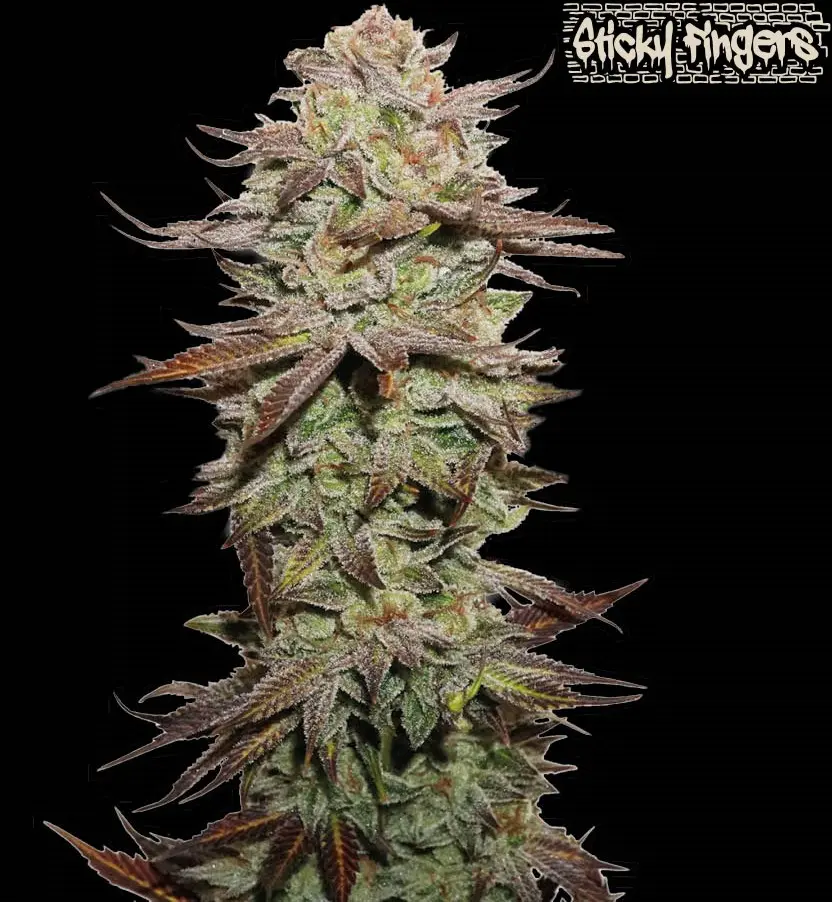 STICKY FINGERS AUTO SEEDSTOCKERS SUPERIOR