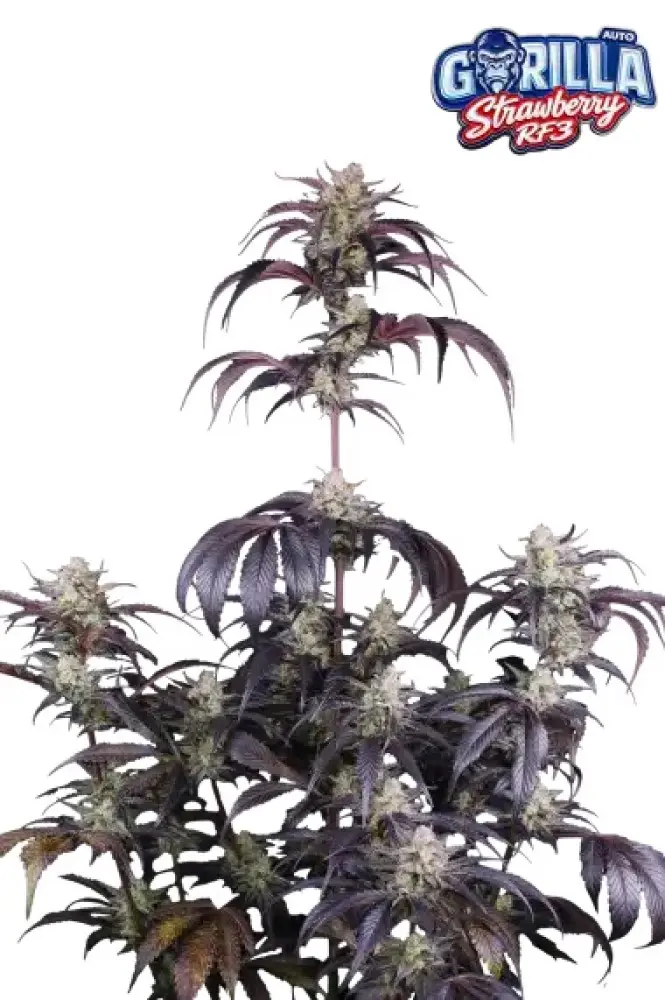 STRAWBERRY GORILLA AUTO RF3 FAST BUDS