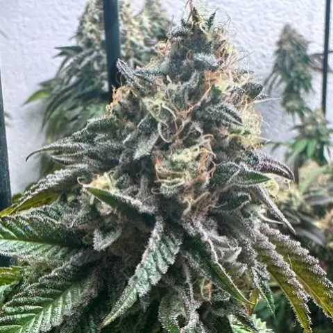 STRAWBILBO BANANA AUTO GENEHTIK SEEDS