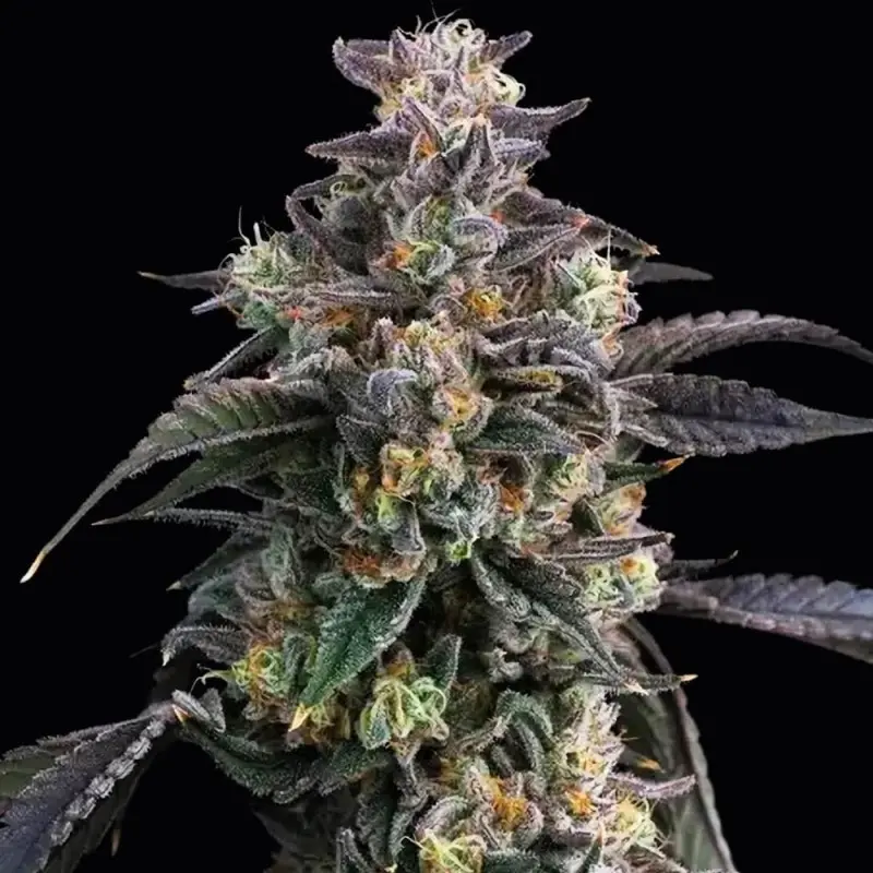 SUPER BOOF BARNEY'S FARM FEM