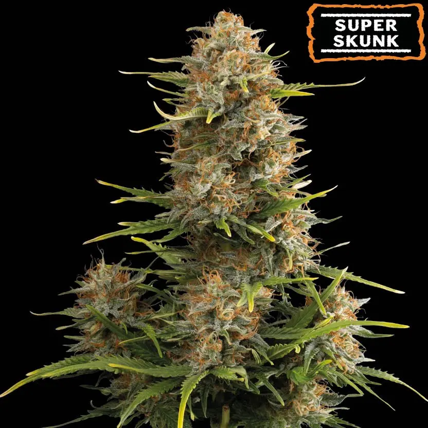 SUPER SKUNK AUTO SEEDSTOCKERS