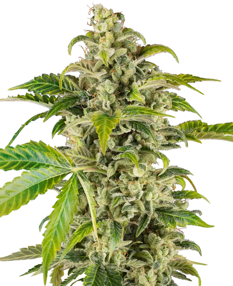 SWEET & SOUR CREAM AUTOFIORENTE SENSI SEEDS RESEARCH