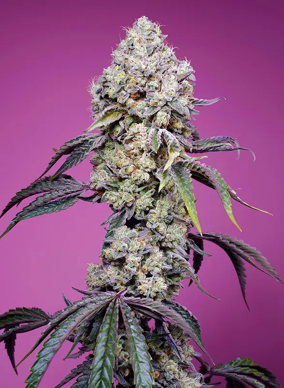 SWEET MANDARINE ZKITTLEZ F1 FAST VERSION® SWEET SEEDS