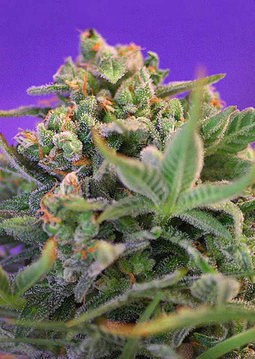 SWEET CHEESE® SWEET SEEDS FEM