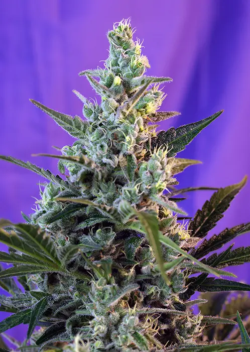 SWEET SKUNK F1 FAST VERSION® SWEET SEEDS