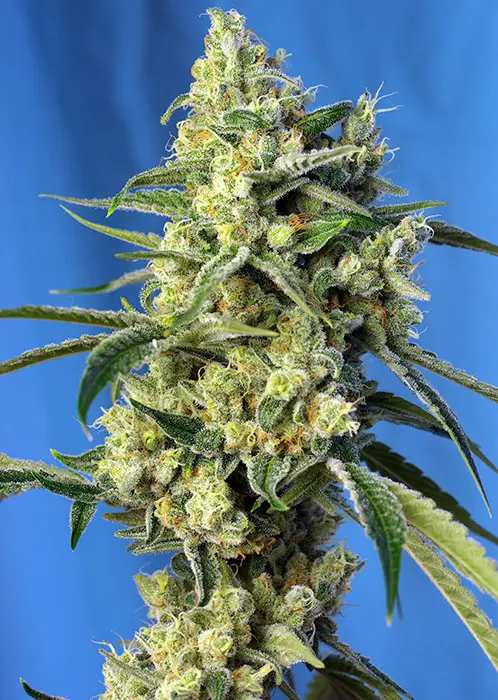 SWEET AMNESIA HAZE® SWEET SEEDS FEM