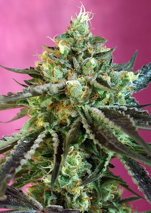 SWEET NURSE AUTO CBD® SWEET SEEDS