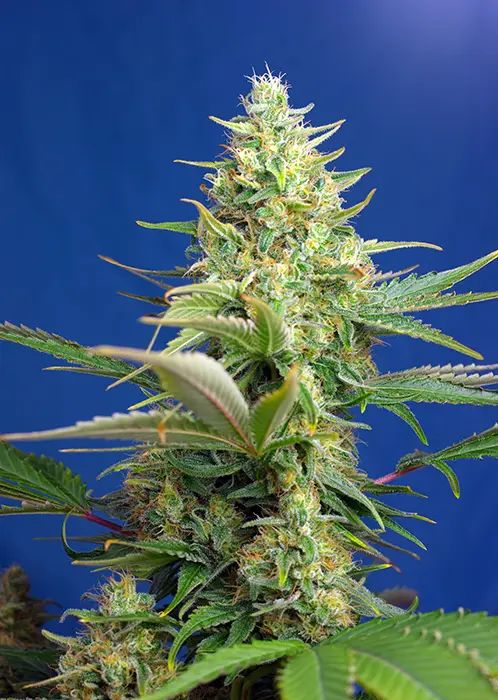 SWEET PURE AUTO CBD® SWEET SEEDS