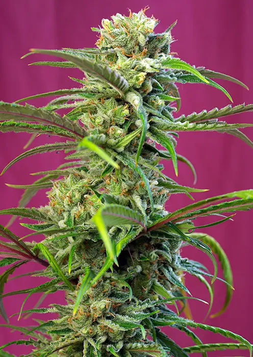 SWEET TAI® SWEET SEEDS FEM