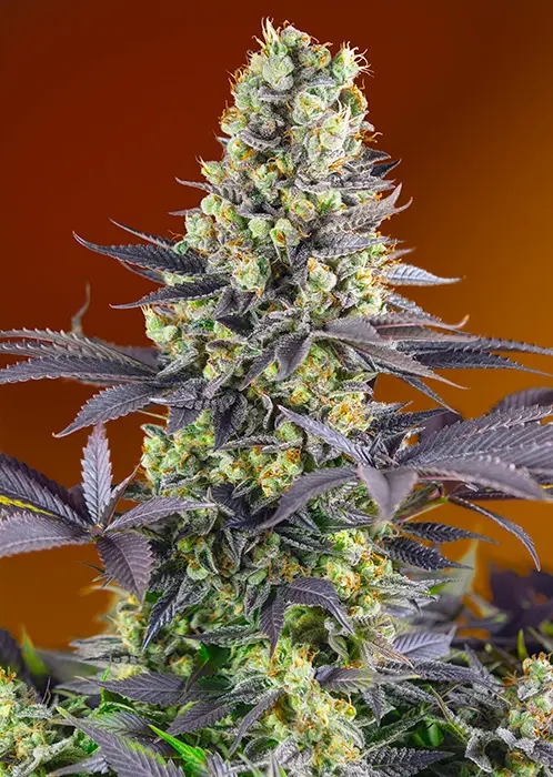 SWEET ZENZATION® SWEET SEEDS FEM