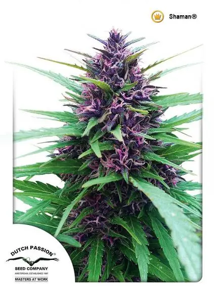 SHAMAN ® DUTCH PASSION FEM