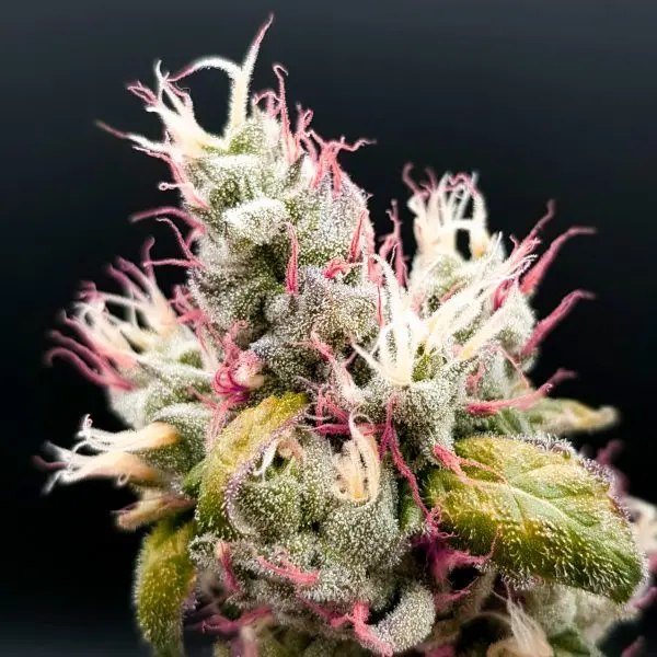 SKITTLEZLIME (SKITTLEZ X KEYLIMEPIE) GURU PLANT GENETIK FEM