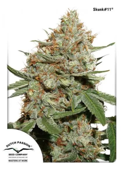 SKUNK #11® DUTCH PASSION FEM