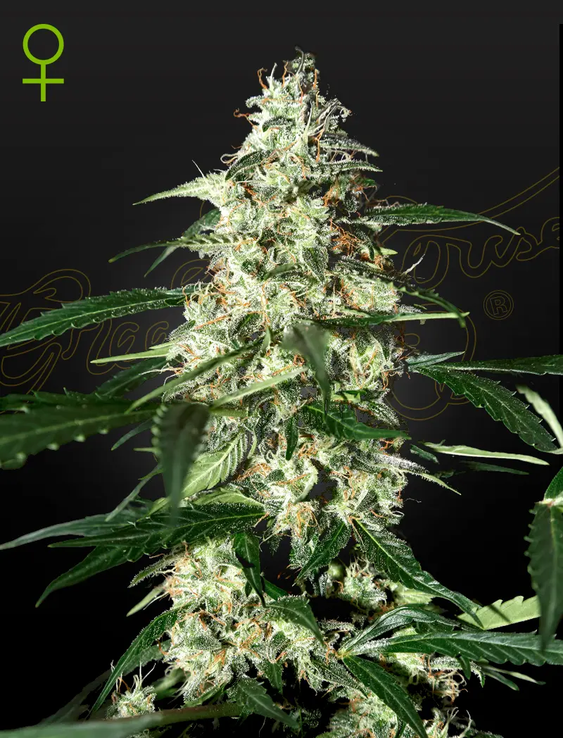 SKUNK AUTO GREEN HOUSE SEED