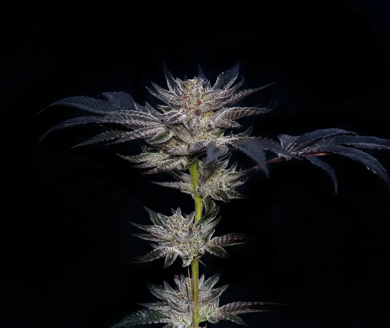 SLIPSTREAM PARADISE SEEDS FEM