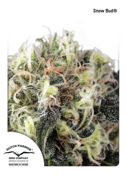 SNOW BUD® DUTCH PASSION FEM