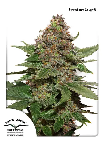 STRAWBERRY COUGH ® DUTCH PASSION FEM