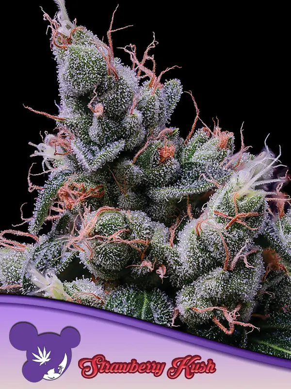 STRAWBERRY KUSH ANESIA SEEDS