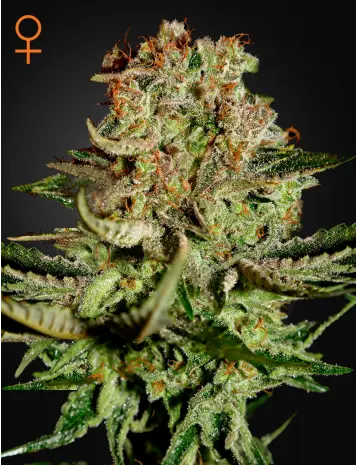 SUPER BUD GREEN HOUSE SEED FEM